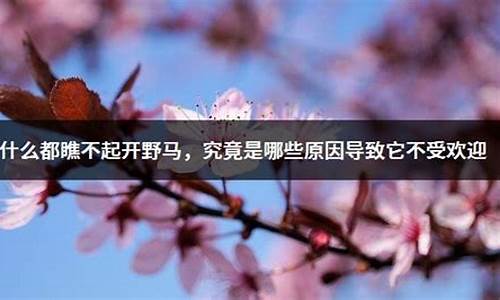 为什么都瞧不起开野马_为什么都瞧不起开野马图片